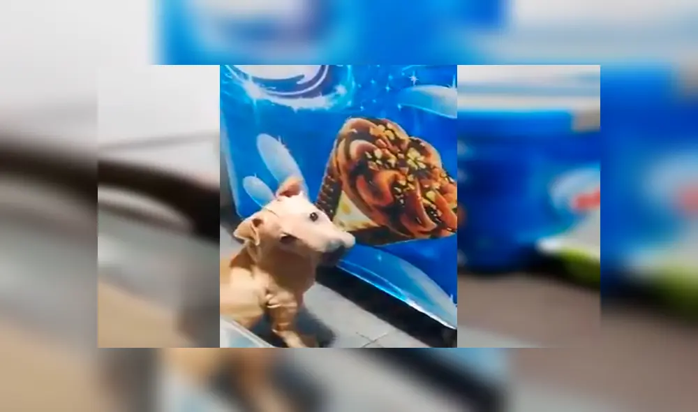 En Facebook, una chica quedó sorprendido al encontrar a su perro lamiendo una imagen de helado que estaba en su casa. En Facebook, una chica quedó sorprendido al encontrar a su perro lamiendo una imagen de helado que estaba en su casa.