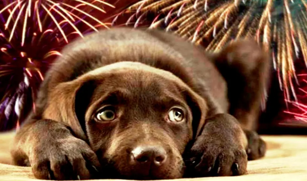 Las mascotas domesticas también sufren ante los incontables explosiones de productos pirotécnicos. Foto: Andina / Difusión