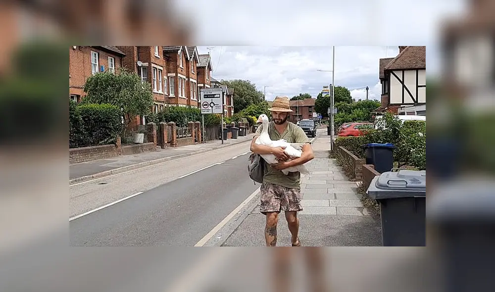 Un hombre incubó un huevo y ahora tiene un ganso de mascota. Foto: Facebook.