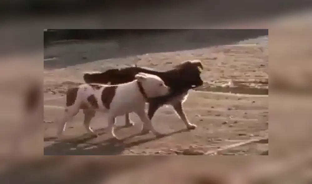 Desliza para ver los detalles de este video viral publicado en Facebook. Foto: Captura.