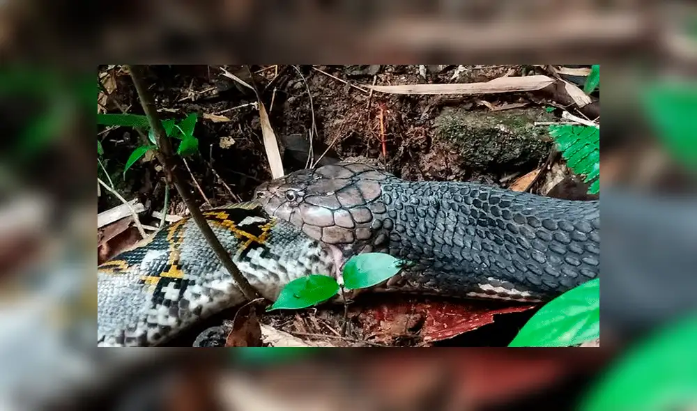 YouTube viral: pitón y culebra tienen un brutal enfrentamiento que remeció a las redes