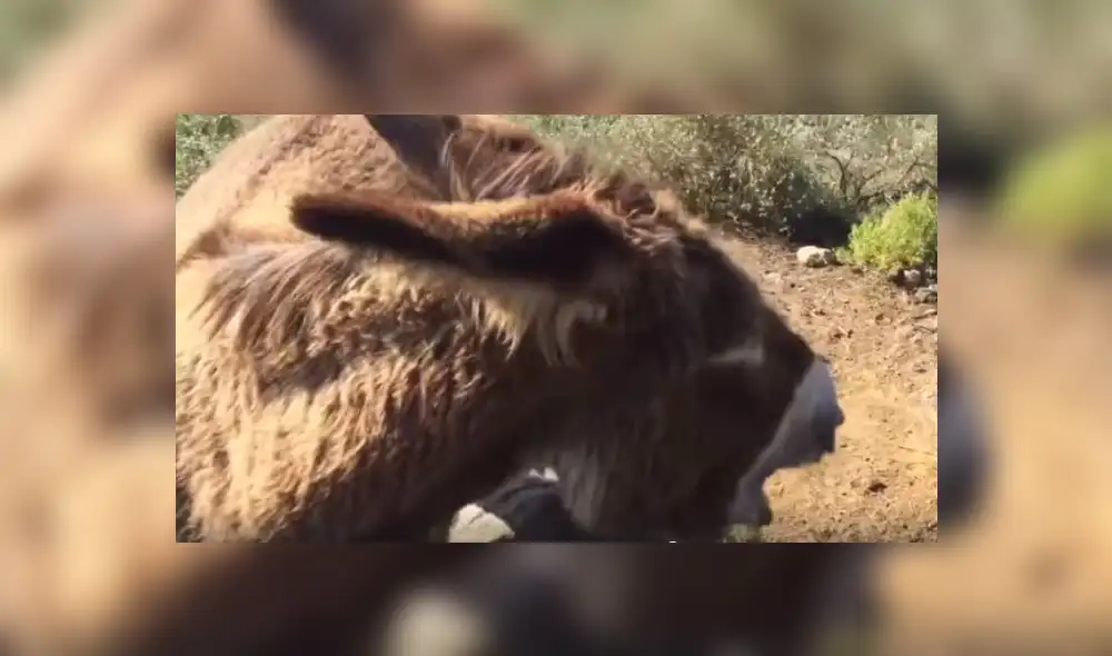 Video es viral en Facebook. Joven compartió el emotivo reencuentro que tuvo con la burra que cuidó desde pequeño tras volver a verla después de dos meses, debido a la cuarentena. Video es viral en Facebook. Joven compartió el emotivo reencuentro que tuvo con la burra que cuidó desde pequeño tras volver a verla después de dos meses, debido a la cuarentena.