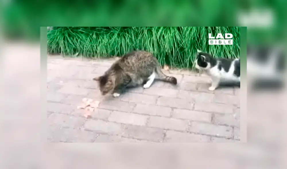 Gato intenta devorar comida de su amigo, pero este le da gran lección con graciosa reacción [VIDEO]