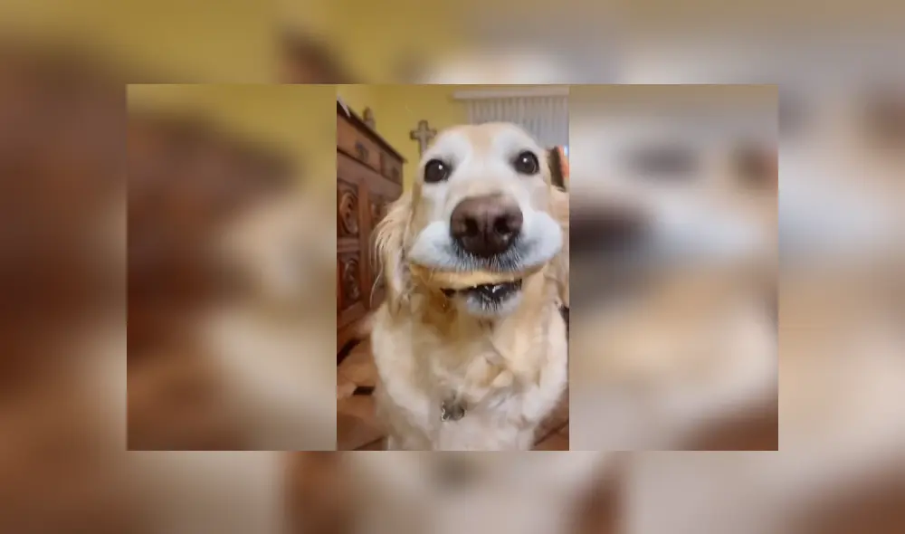Desliza para ver más imágenes sobre el curioso comportamiento de este perrito. (Foto: captura / TikTok)