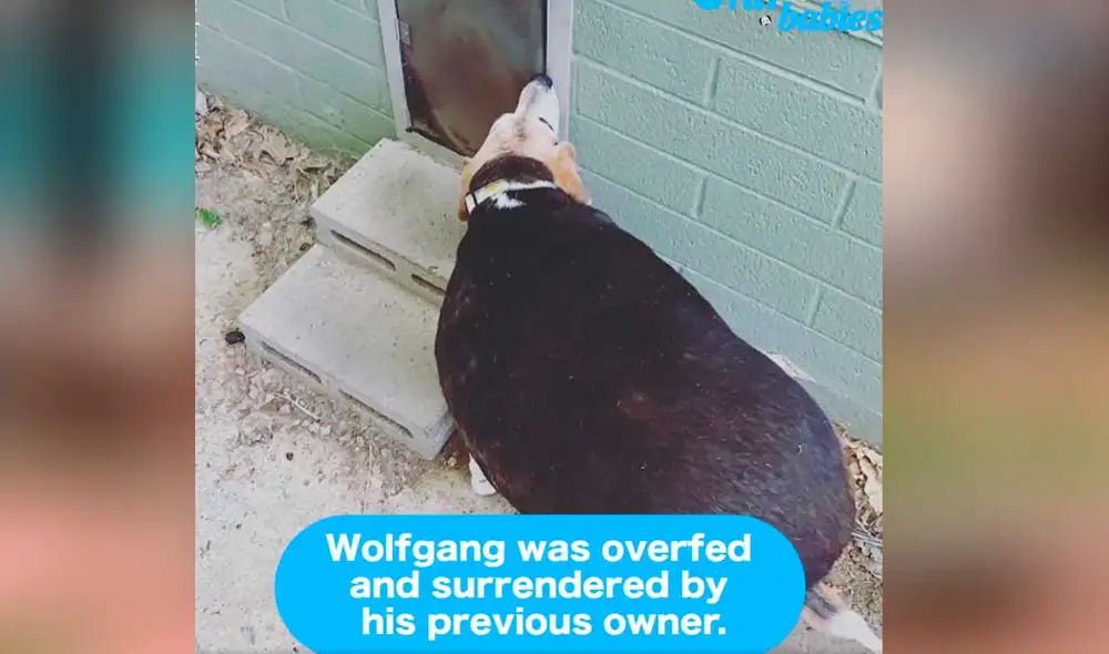 YouTube viral: perrito abandonado pierde más de 22 kilos con la ayuda de su nueva dueña YouTube viral: perrito abandonado pierde más de 22 kilos con la ayuda de su nueva dueña