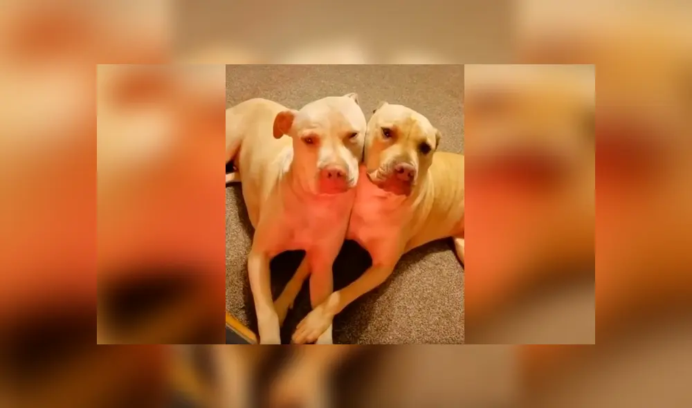 Desliza las imágenes para observar el amoroso momento de dos perros que aprovecharon estar solos en casa. Foto: Captura. Desliza las imágenes para observar el amoroso momento de dos perros que aprovecharon estar solos en casa. Foto: Captura.