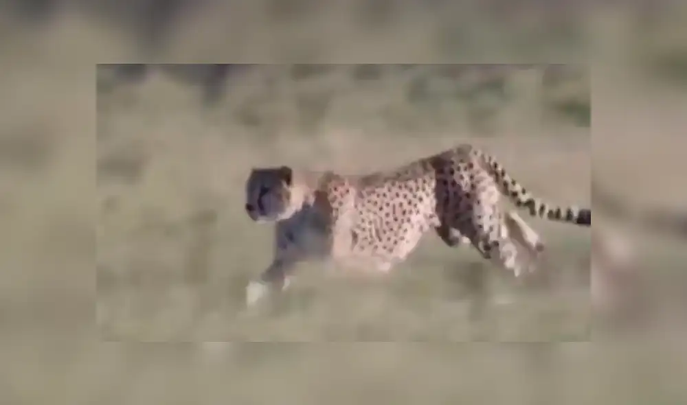 Vía Facebook: ¿guepardo mató a águila que asesinó a su cría? Aquí la verdad del viral [VIDEO]