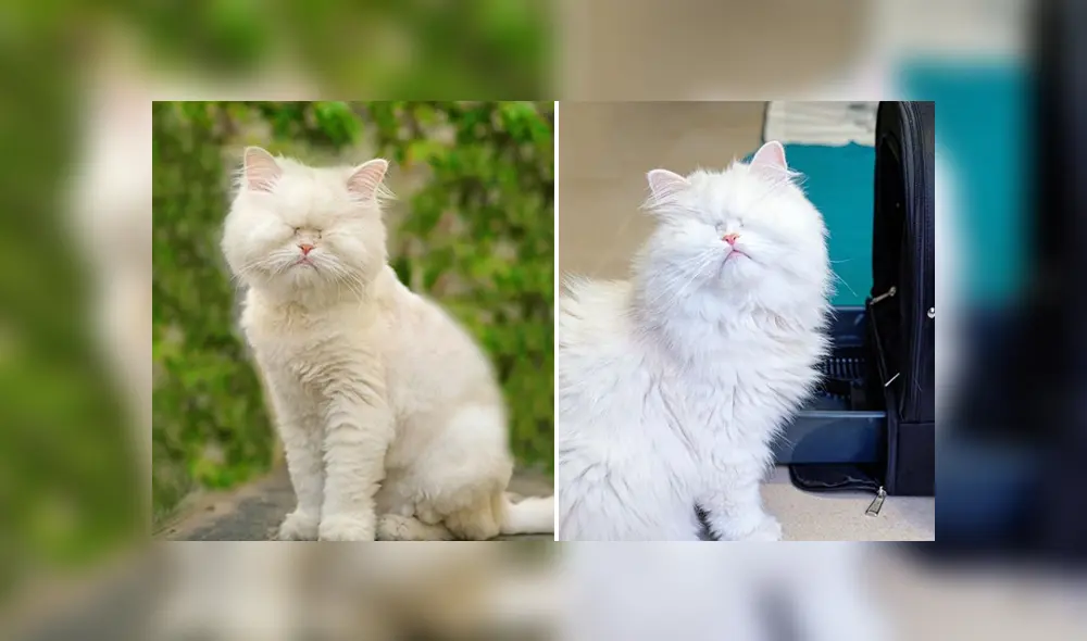 La gatita fue rescatada y ahora se ha vuelto popular en las redes sociales. Foto: Instagram La gatita fue rescatada y ahora se ha vuelto popular en las redes sociales. Foto: Instagram