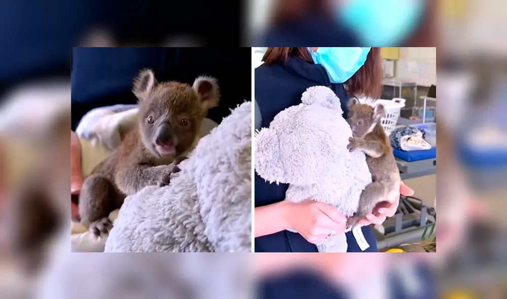 Desliza las imágenes para observar los cuidados que recibió un koala bebé que perdió a su madre. Fotocaptura: Clarín.