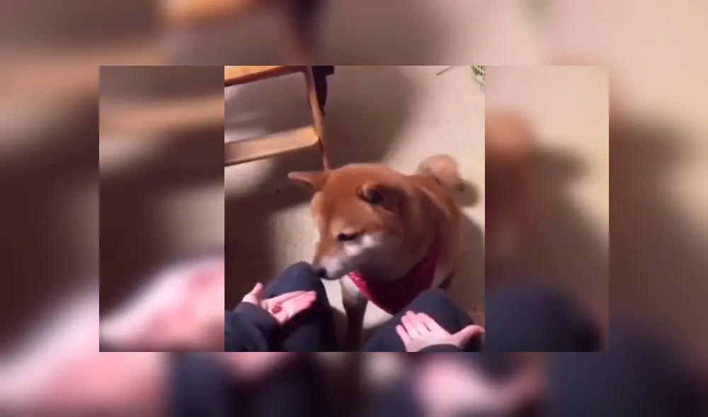 En Facebook, un perro perdió jugando con su dueño al querer encontrar un trozo de comida y conmovió con su reacción. En Facebook, un perro perdió jugando con su dueño al querer encontrar un trozo de comida y conmovió con su reacción.