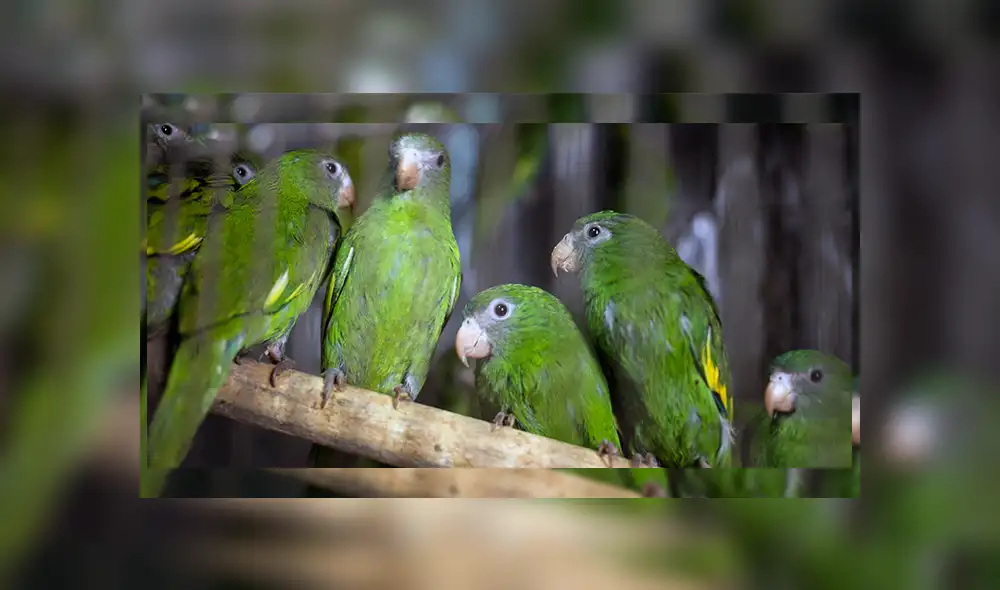 PNP rescata a casi 600 loros silvestres que iban a ser traficados