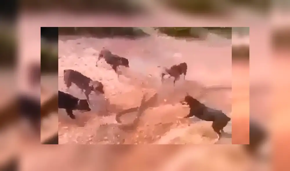 Feroces perros se enfrentan con enorme serpiente que ingresó a casa de su amo. Feroces perros se enfrentan con enorme serpiente que ingresó a casa de su amo.