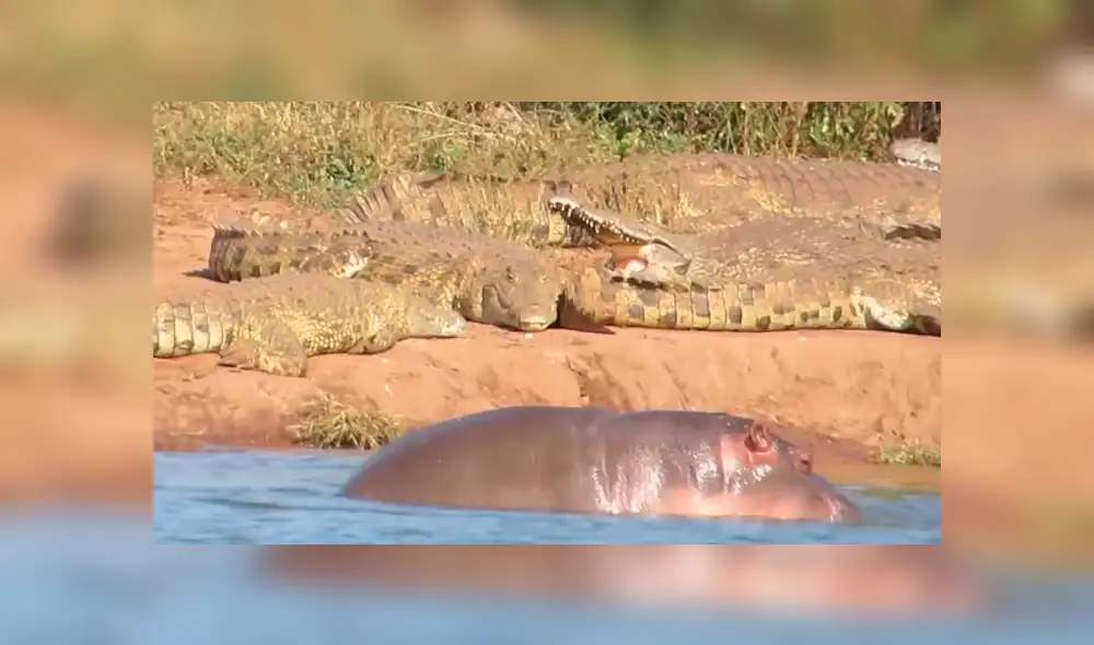 YouTube viral: bebé hipopótamo se enfrentó contra cocodrilo y enormes búfalos [VIDEO]