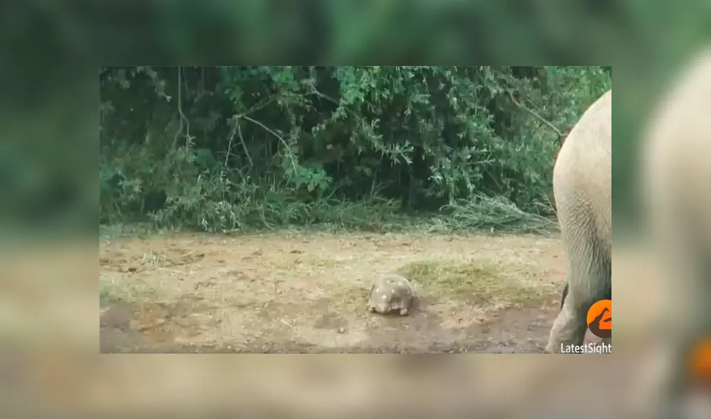 La tortuga más afortunada del mundo sobrevive a una estampida de elefantes [VIDEO] 