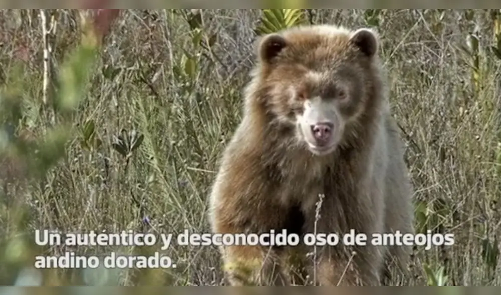 Histórico: Encuentran a un oso de anteojos andino dorado en el Amazonas