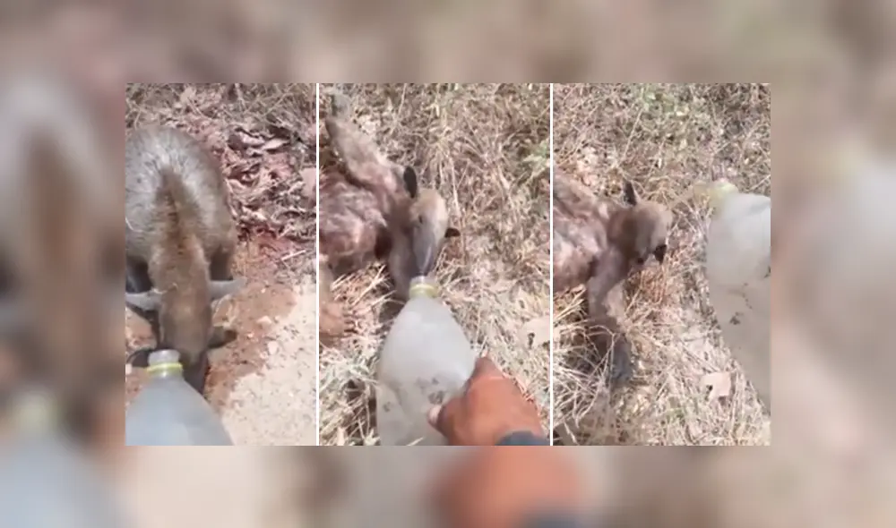 El camionero protagonizó un tierno momento junto a este oso hormiguero y se hizo viral en Facebook. El camionero protagonizó un tierno momento junto a este oso hormiguero y se hizo viral en Facebook.