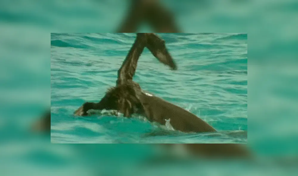 YouTube viral: Ave protagonizó lucha a muerte con feroz tiburón que intentó devorarlo [VIDEO] 