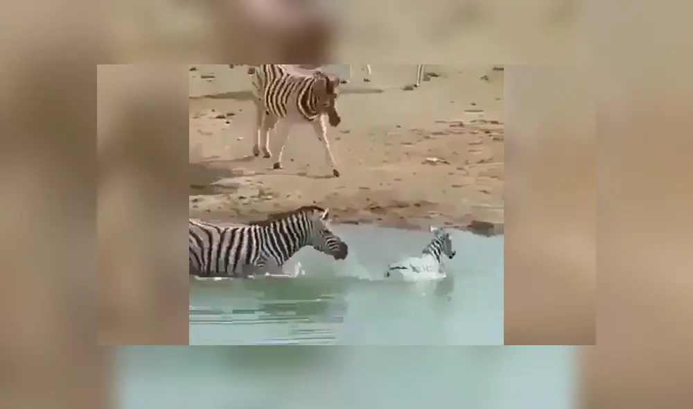 La cebra luchó en todo momento por salvar su vida ante la cruel reacción del macho alfa. Foto: captura La cebra luchó en todo momento por salvar su vida ante la cruel reacción del macho alfa. Foto: captura