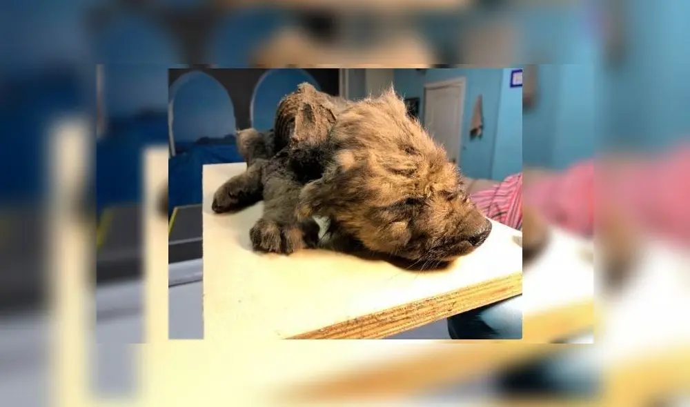 'Dogor' tiene hasta la dentadura íntegra, en un hecho considerado asombroso por los expertos. Foto: difusión 'Dogor' tiene hasta la dentadura íntegra, en un hecho considerado asombroso por los expertos. Foto: difusión