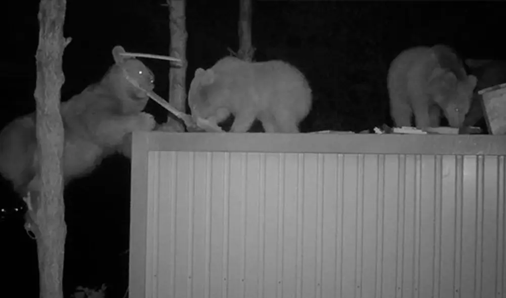 Descubre que osos le robaban su miel y decide ‘contratarlos’ como catadores [VIDEO]