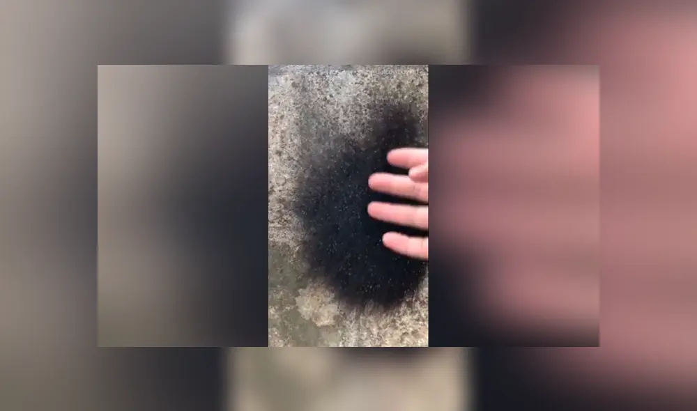 YouTube viral: cree haber encontrado una extraña criatura ‘peluda’, la agarra y queda totalmente aterrado YouTube viral: cree haber encontrado una extraña criatura ‘peluda’, la agarra y queda totalmente aterrado