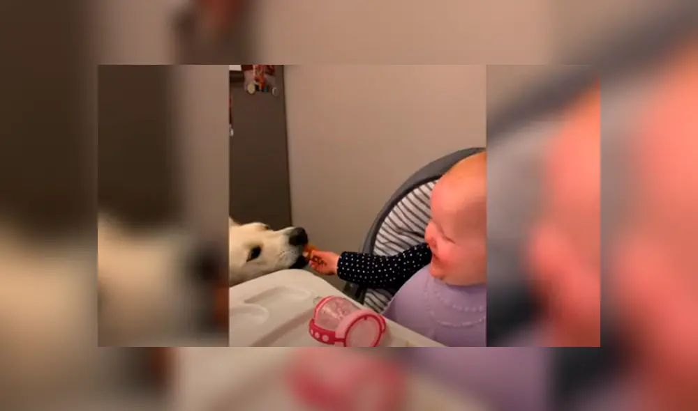 Desliza las imágenes para apreciar la emotiva escena que protagonizaron un bebé junto a su perro.