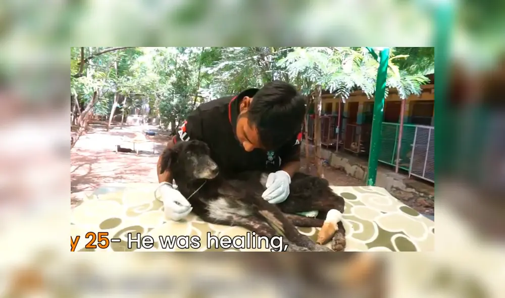 Desliza hacia la izquierda para ver algunas imágenes de la recuperación del perro encontrado en deplorables condiciones. Video es viral en YouTube. Desliza hacia la izquierda para ver algunas imágenes de la recuperación del perro encontrado en deplorables condiciones. Video es viral en YouTube.