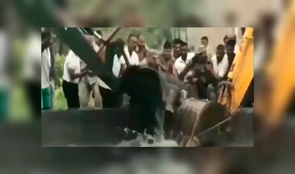 Salvan a elefante y su cría de morir ahogados tras caer a estanque de agua [VIDEO]