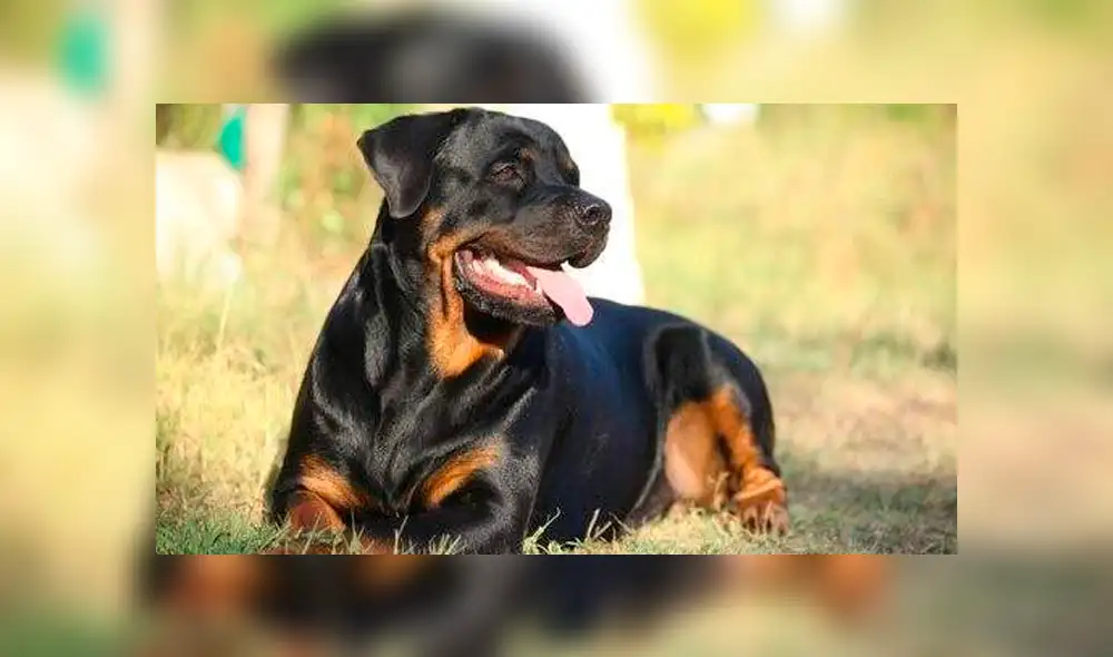 Cámara registra el brutal ataque que sufrió un hombre de un perro Rottweiller en plena vía pública [VIDEO]