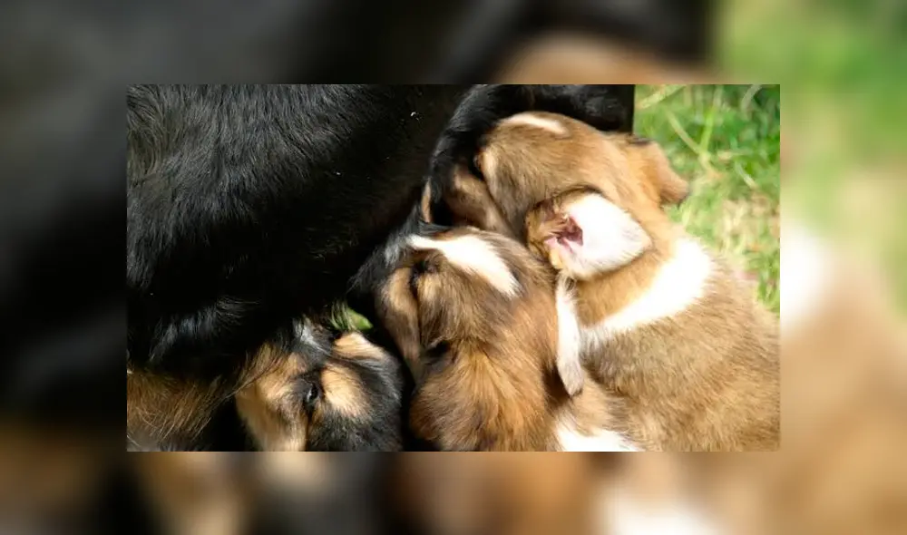 Mascota abandonada alimentaba a sus cachorros a pesar de tener una cadena en el cuello Mascota abandonada alimentaba a sus cachorros a pesar de tener una cadena en el cuello