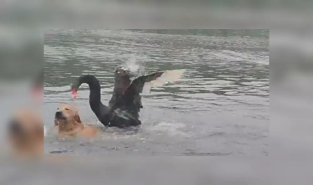 Feroz cisne ataca a perro que ingresó a lago para bañarse y casi lo ahoga [VIDEO] 