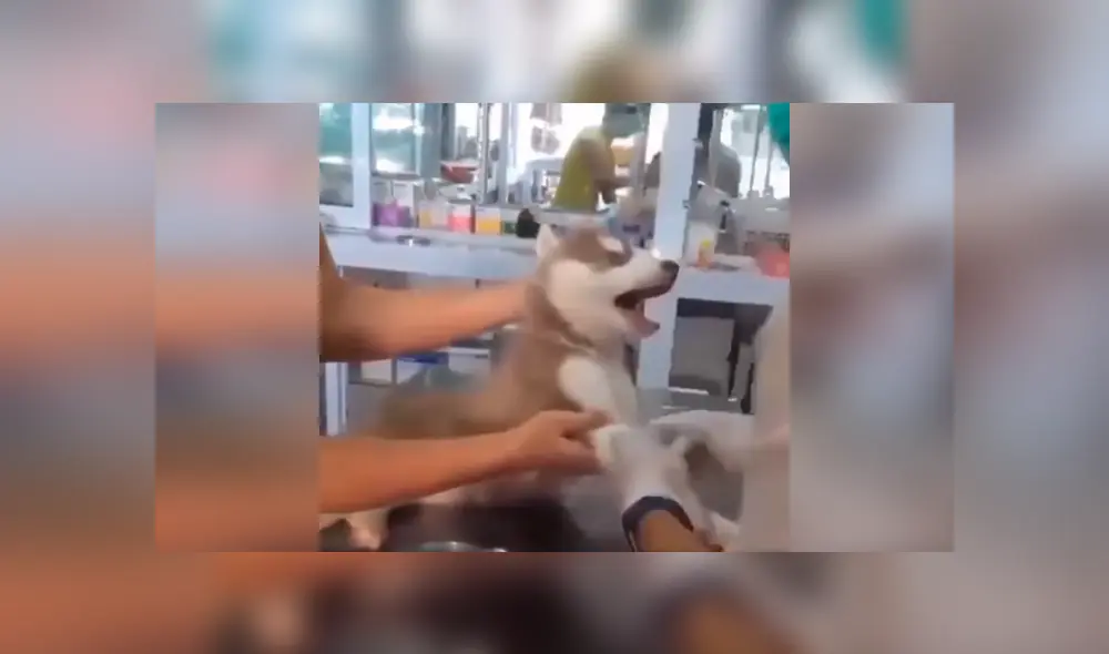 Desliza las imágenes para conocer el inesperado comportamiento de un perro cuando le colocan una inyección. Foto: Captura. Desliza las imágenes para conocer el inesperado comportamiento de un perro cuando le colocan una inyección. Foto: Captura.