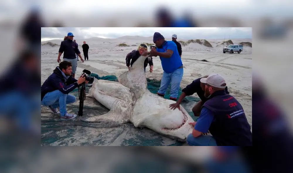 Este tiburón fue hallado sin hígado en Sudáfrica. Es el cuarto asesinado por orcas desde mayo. Foto: Island Conservation Trust. Este tiburón fue hallado sin hígado en Sudáfrica. Es el cuarto asesinado por orcas desde mayo. Foto: Island Conservation Trust.