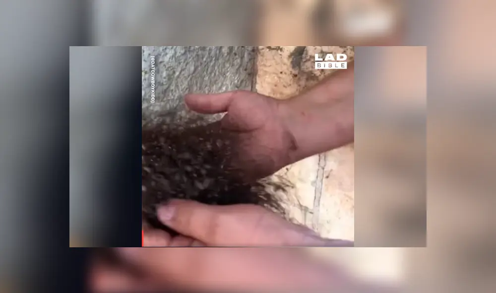 El video viral de YouTube muestra una extraña bola de pelos, un joven se acerca y descubre el misterio.