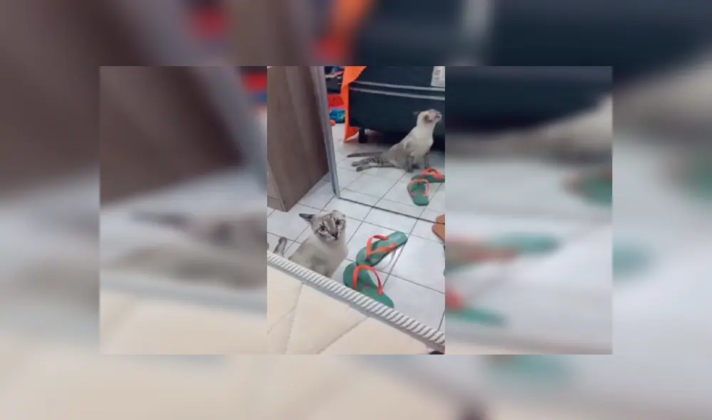 Desliza las imágenes hacia la izquierda para conocer la amorosa acción de una joven con su gato con discapacidad. Fotocaptura: TikTok. Desliza las imágenes hacia la izquierda para conocer la amorosa acción de una joven con su gato con discapacidad. Fotocaptura: TikTok.