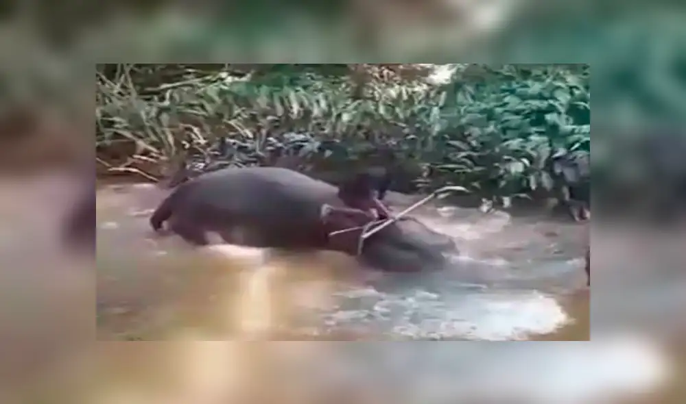 Captan a otro elefante llorando de dolor mientras es azotado por sus cuidadores [VIDEO] 
