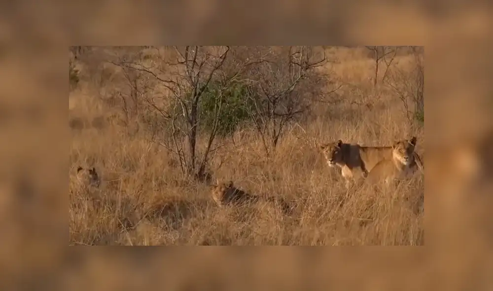 Hombre vive terrorífico momento al quedar frente a frente de leones camuflados entre la hierba. Hombre vive terrorífico momento al quedar frente a frente de leones camuflados entre la hierba.