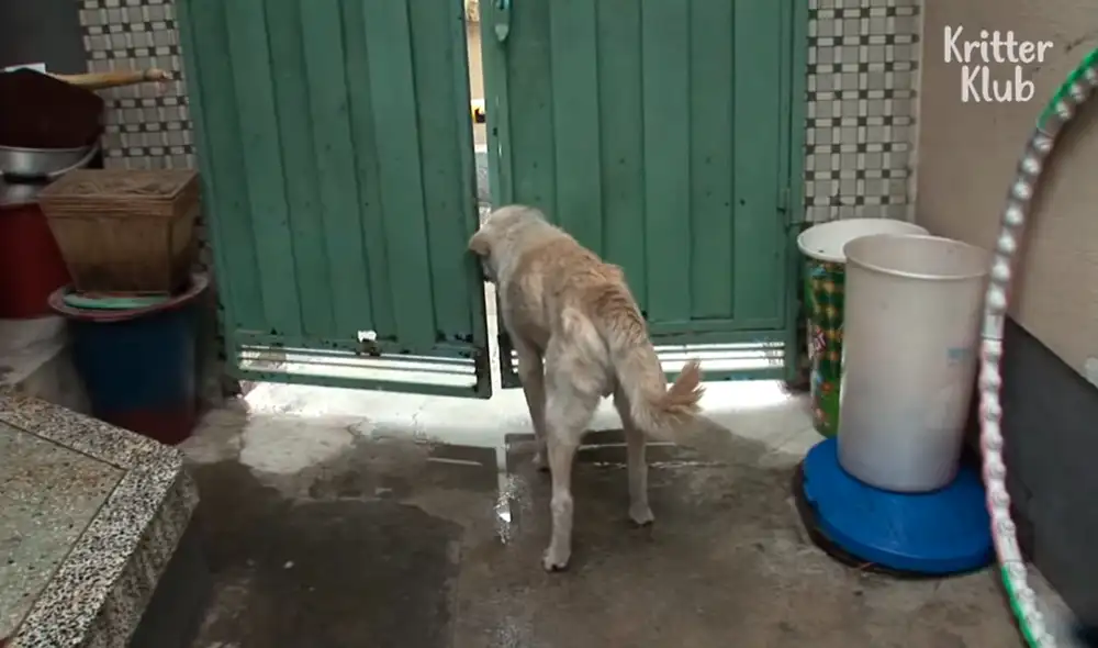 Desliza las imágenes para conocer a Jindol, el perro que no olvida a su fallecida dueña. Foto: captura de YouTube Desliza las imágenes para conocer a Jindol, el perro que no olvida a su fallecida dueña. Foto: captura de YouTube