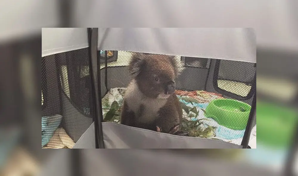 Convierten escuela primaria en un hospital para koalas que fueron afectados por los incendios [VIDEO]