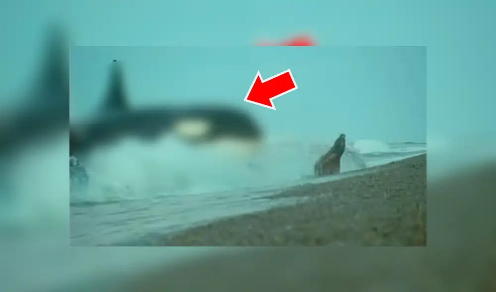 YouTube viral: Descomunal animal emerge del mar para tragar entero a un lobo marino [VIDEO] 