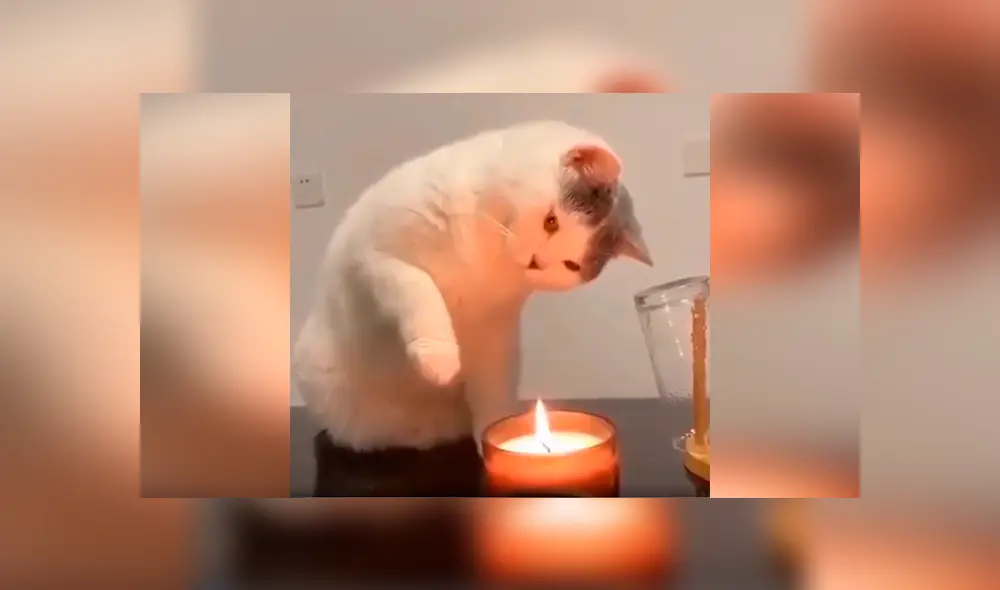 Desliza las imágenes hacia la izquierda para apreciar la destreza de un gato para apagar una vela con su pata. Foto: Captura. Desliza las imágenes hacia la izquierda para apreciar la destreza de un gato para apagar una vela con su pata. Foto: Captura.