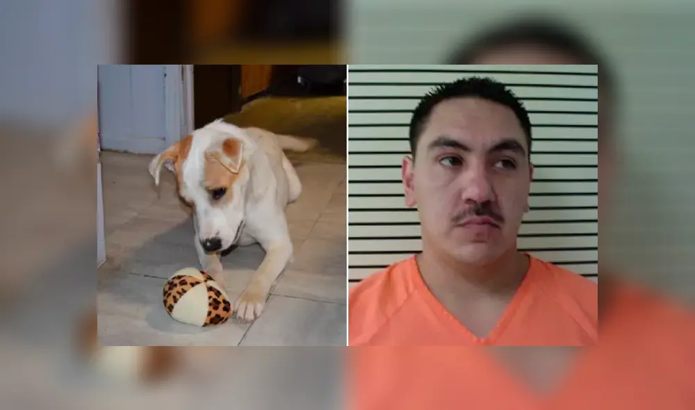 Hombre rapta a exesposa y tortura a la mascota hasta dejarlo agonizando [VIDEO]