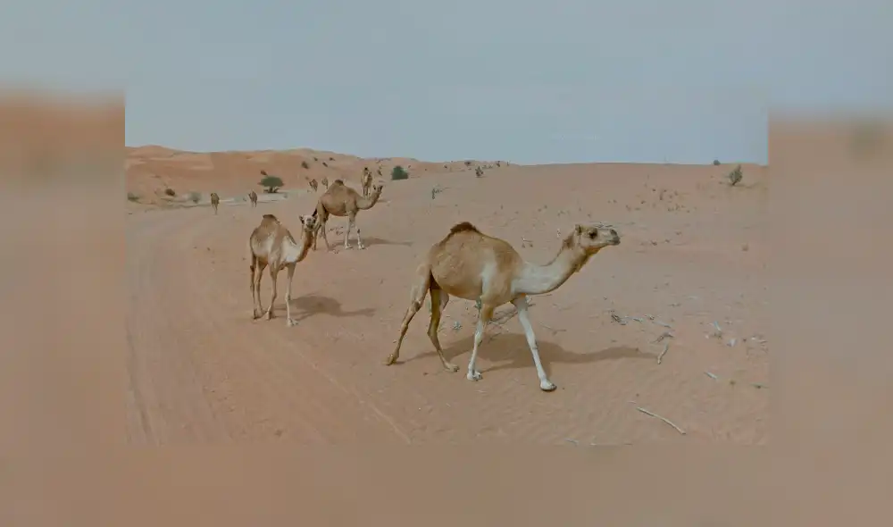 Desliza para ver las imágenes captadas por Google Maps cuando un joven realizaba un recorrido por el desierto.
