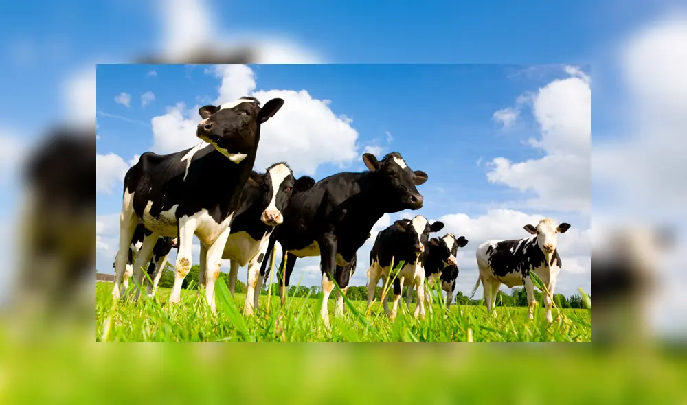 Granjero deberá pagar multa por molestar a sus vecinos con el olor a estiércol