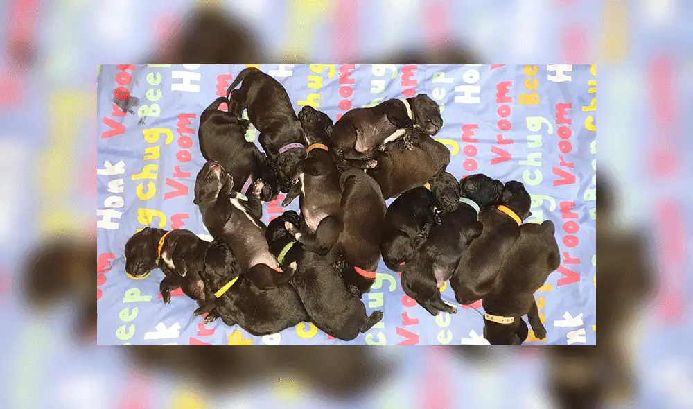 Perra da a luz a veintiún cachorritos de forma natural y rompe récord mundial [FOTOS]