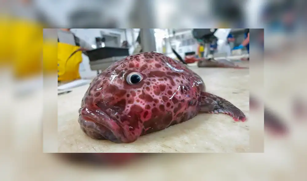 10 extrañas criaturas capturadas en el fondo del mar cuyo aspecto asusta a todos [FOTOS]