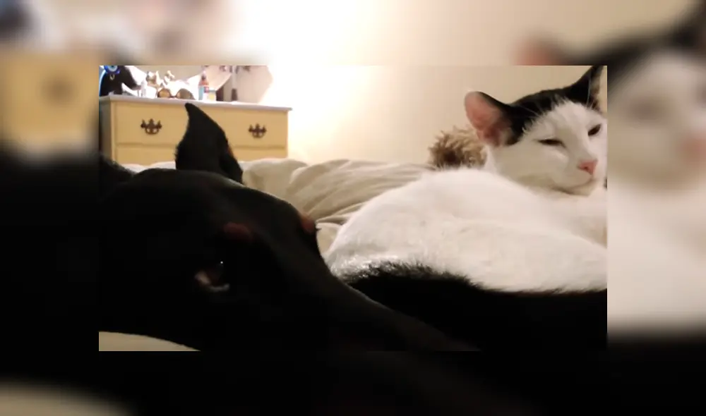 Desliza hacia la izquierda para ver la tierna escena del viral de YouTube. Desliza hacia la izquierda para ver la tierna escena del viral de YouTube.