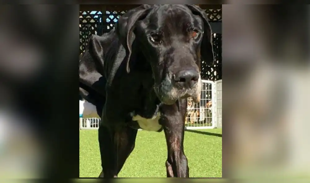 La desgarradora historia del perro que comió su propia pata para no morir de hambre La desgarradora historia del perro que comió su propia pata para no morir de hambre