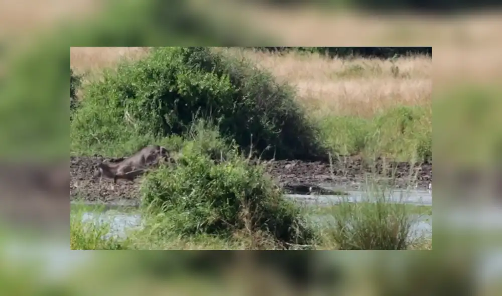 YouTube viral: Hambriento cocodrilo atrapa a un antílope en feroz batalla y lo deja lisiado [VIDEO] 