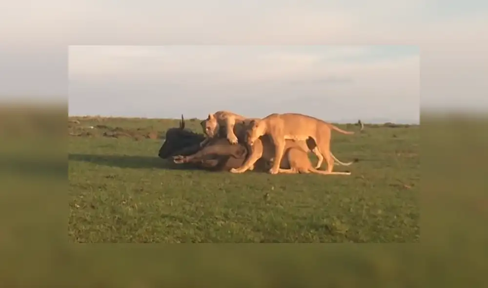 YouTube viral: estas son las sobrecogedoras imágenes de cuando leones devoran a enorme búfalo [VIDEO]